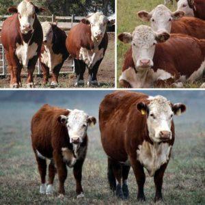 Description and characteristics of Hereford cattle, maintenance and breeding