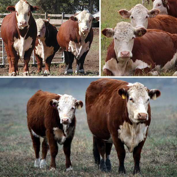 différentes vaches