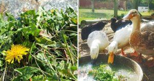 What herbs can and can not be given to domestic ducklings, what they eat and love