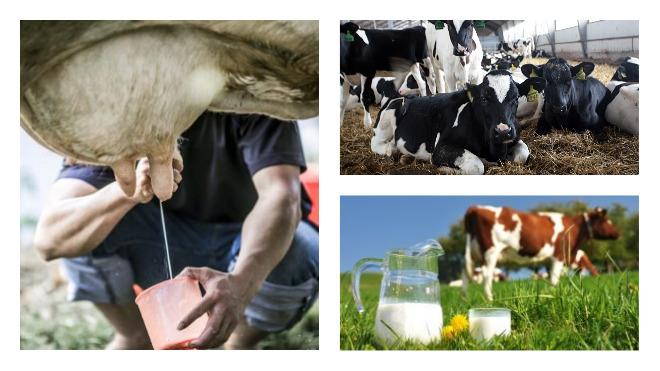 The chemical formula of milk and the table of substances in the composition per 100 grams, temperature