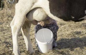 When after calving a cow can you drink milk and how many days does colostrum go