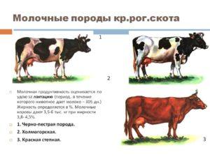 Quels facteurs affectent la production de lait chez les vaches et méthodes de détermination