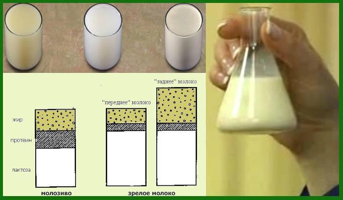 La fórmula química de la leche y la tabla de sustancias en la composición por 100 gramos, temperatura.