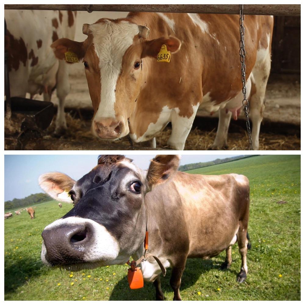 différentes vaches