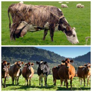 Determination of the service period for cows and how long the interbody cycle lasts