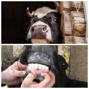 ¿Por qué las vacas rechinan los dientes y qué hacer?