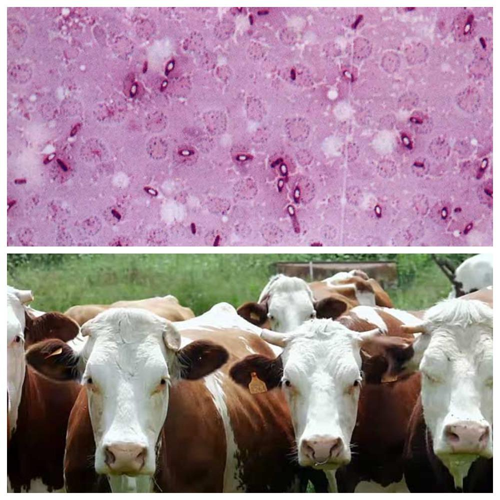 bovine pasteurellosis