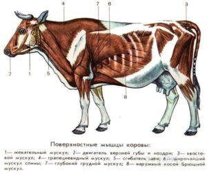 Anatomy of the structure of the skeleton of a cow, names of bones and internal organs