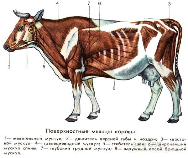 kravlje mišiće