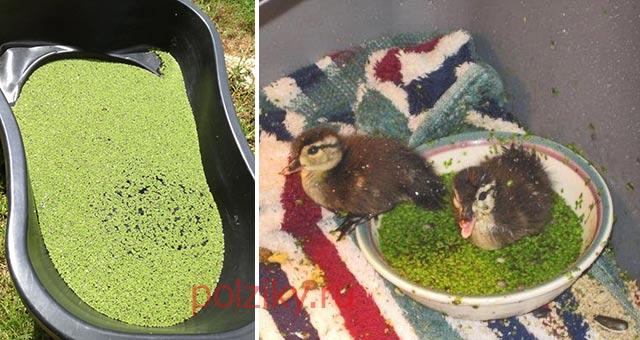 duckweed for ducklings