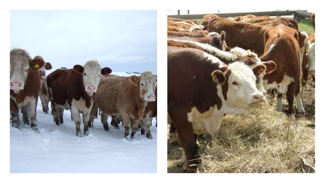 du foin pour une vache