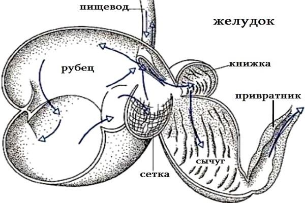 karvės skrandis