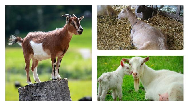 diferentes cabras