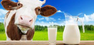 The benefits and harms of real cow's milk, calorie content and chemical composition