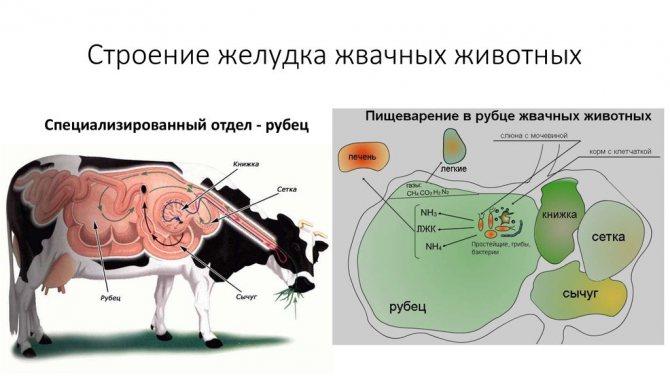 structure of the stomach