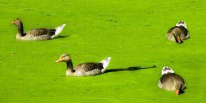 Les bienfaits de la lentille d'eau pour nourrir les canards, à quel âge et comment la donner correctement