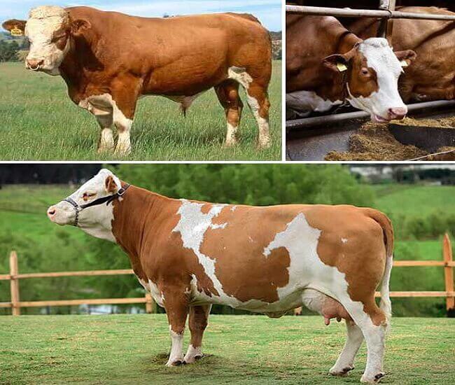 Vaca simmental