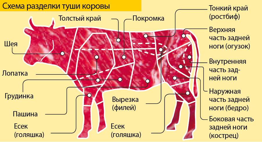 dijelovi tijela krava