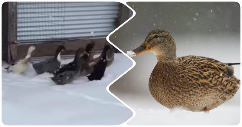 canards hivernants