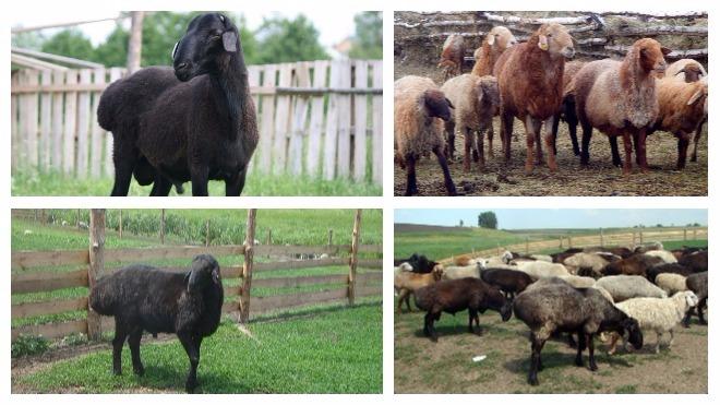 edilbaevskaya breed of sheep