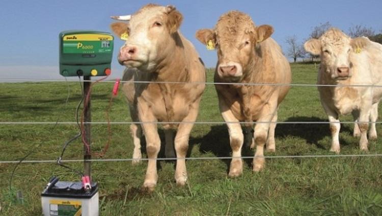 berger électrique vache