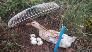 Top 8 ways to catch wild ducks, how to make a trap with your own hands