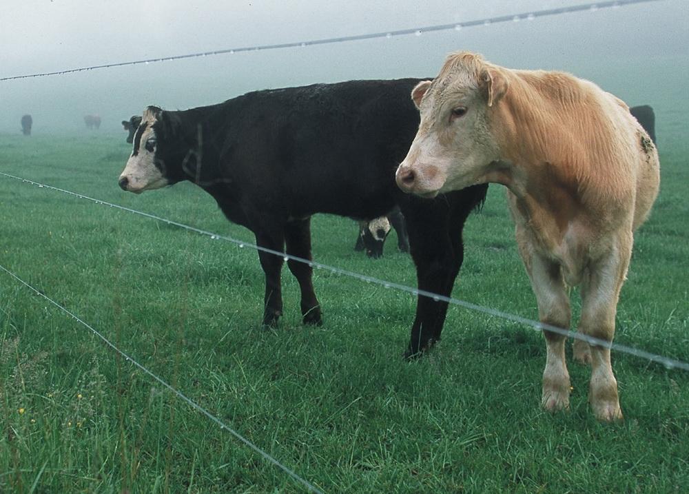 cow electric shepherd