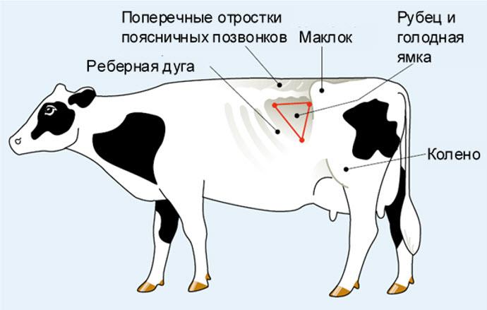 alkanas fossa karvėje