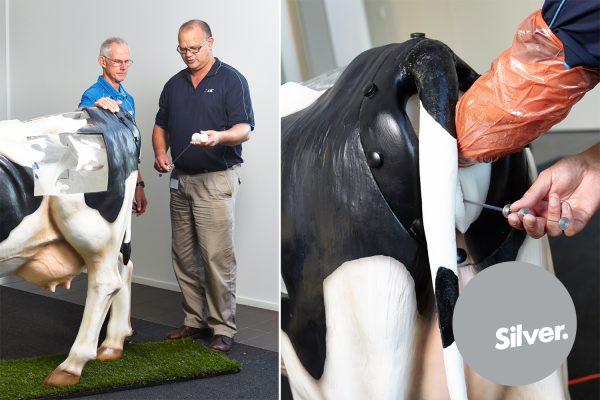 insemination of cows