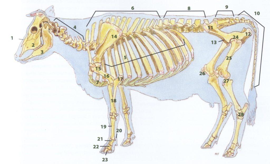 cow skeleton