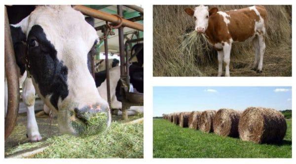 feeding cows