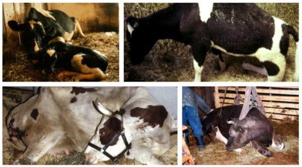 postpartum paresis in a cow