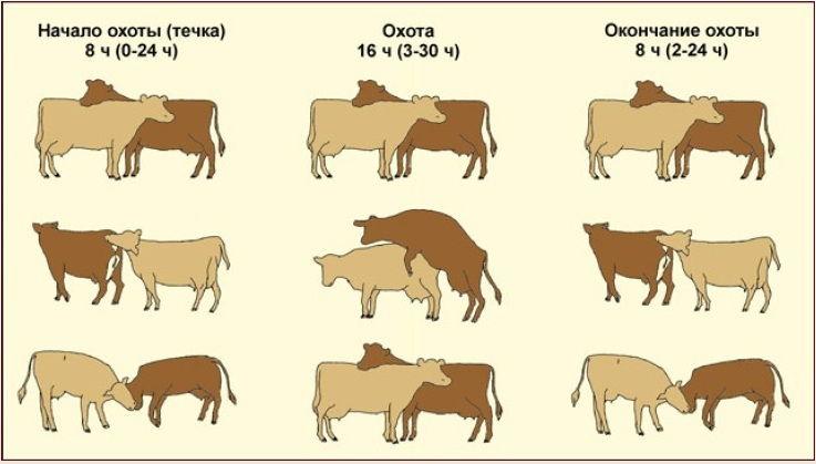 apareamiento de vacas