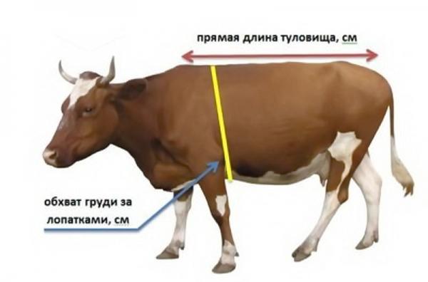 cow measurement