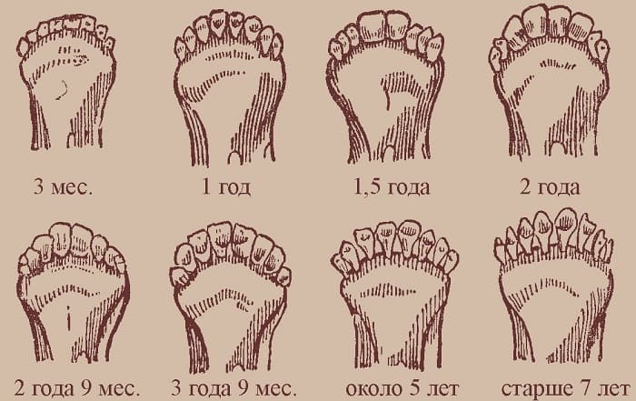 dientes de vaca