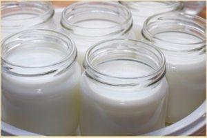 Why cow's milk does not turn sour in yogurt, reasons and what to do