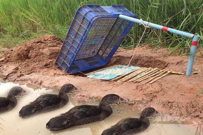 pesca de patos