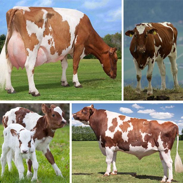 cow breeds