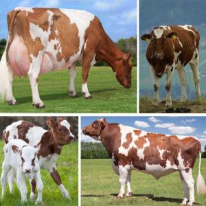 Description and characteristics of the Ayrshire breed of cows, the pros and cons of cattle and care