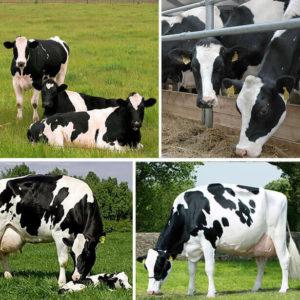 Top 12 best and highest yielding dairy cows