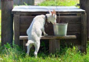 Why goats don't drink water and how to train them, what to do if they drank soap