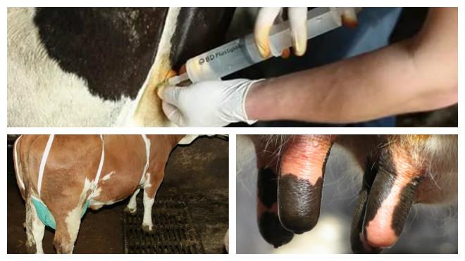 mastitis de vaca