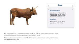 How much does a bull weigh on average and a table by age, top-4 calculation methods