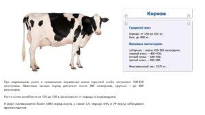 How many kilograms on average and maximum a cow can weigh, how to measure