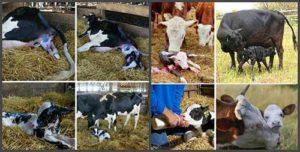 Calving calendar and accurate calving table, calculator and pregnancy graph