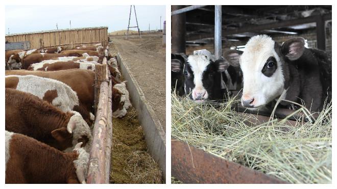 feeding calves