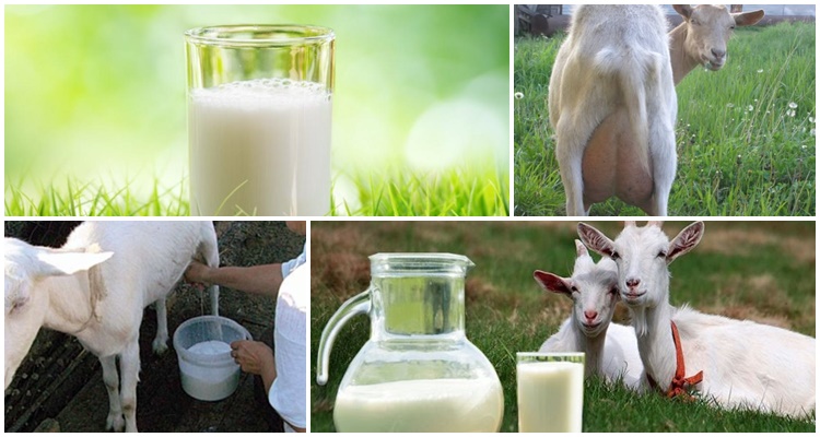 goat milk