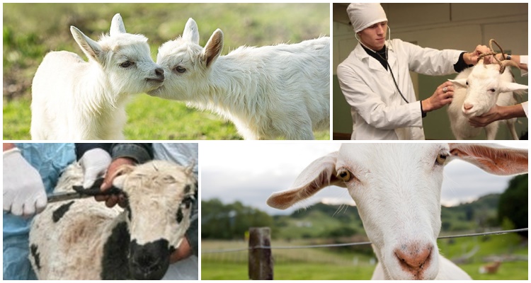 endométrite chez une chèvre