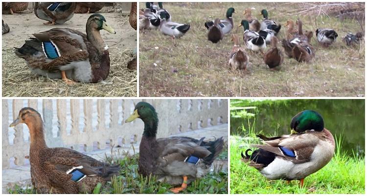 Canard de Rouen