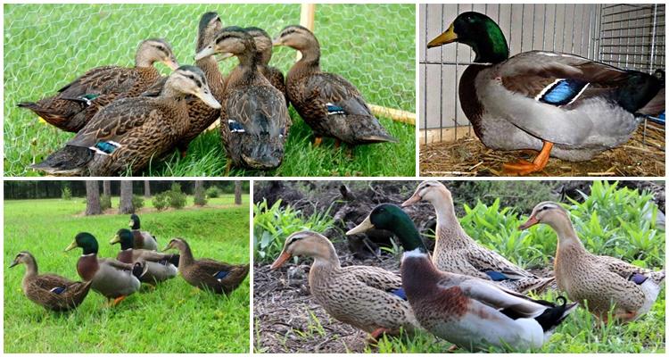 Canard de Rouen